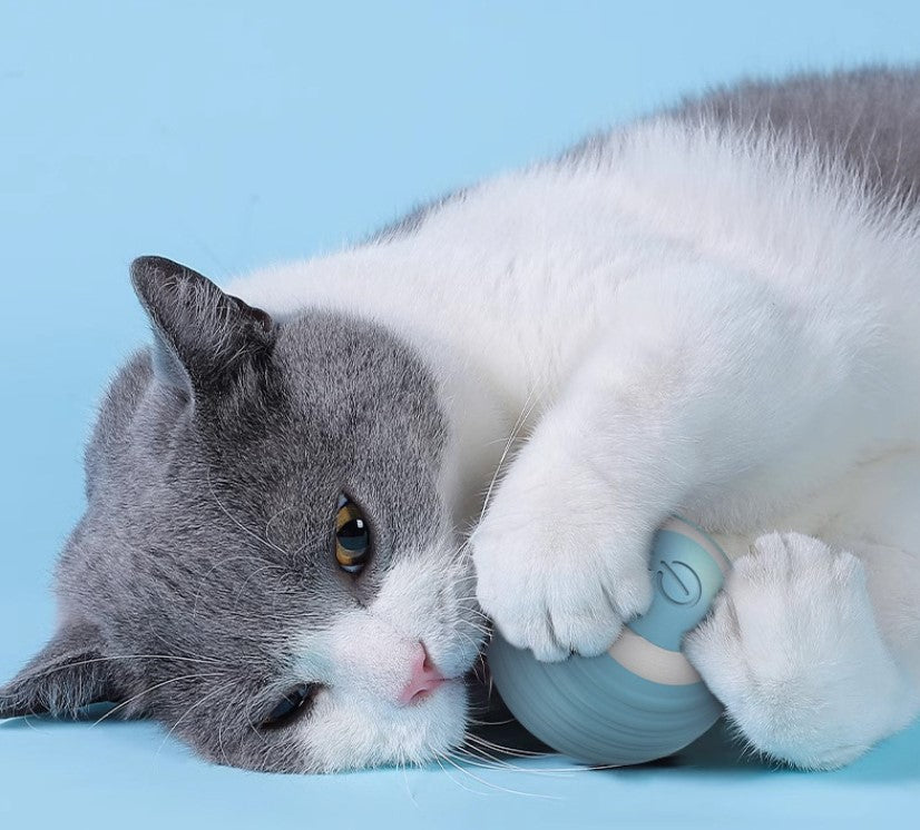 Balle interactive pour chat